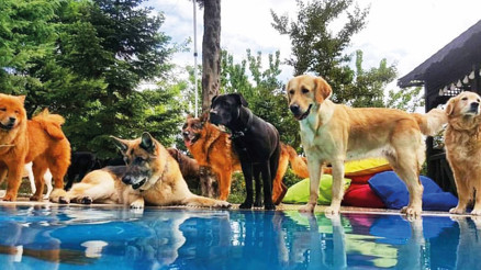 Siz tatile gidiyorsunuz, ya o nerde kalacak