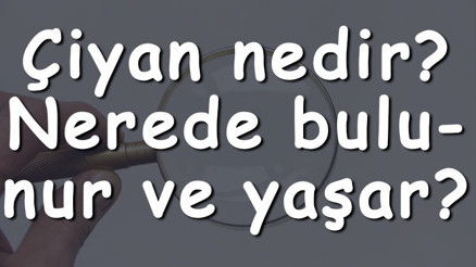 Çiyan nedir Nerede bulunur ve yaşar Çiyan nasıl bir hayvandır ne ile beslenir