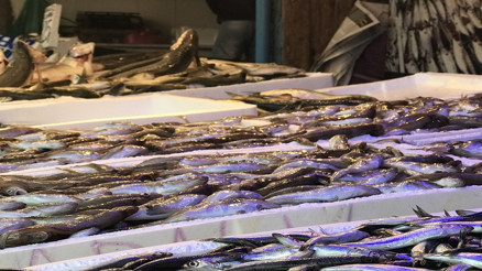 Temmuzda hangi balıklar yenir İşte Temmuzda yenmesi lezzetli olan balıklar