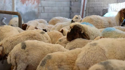 Bayramın 1. günü ne zaman Kurban Bayramı ne zaman başlayacak İşte tarih bilgisi