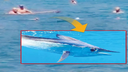 Paspasla kovalanan balık: Akdeniz Zarganası… Paspasla kovalanan balık: Akdeniz Zarganası…