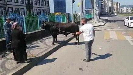 Rizede 1 saatlik kaçan boğa kovalaması