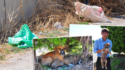 Yavru köpekleri çuvala koyup ölüme terk ettiler Böyle vicdansızlık olamaz