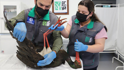 Doğada nadir görülen kara leylek, av tüfeğiyle vurulmuş halde bulundu