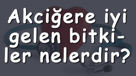 Akciğere iyi gelen bitkiler nelerdir Ciğerlere iyi gelen bitki çayları ve tarifleri