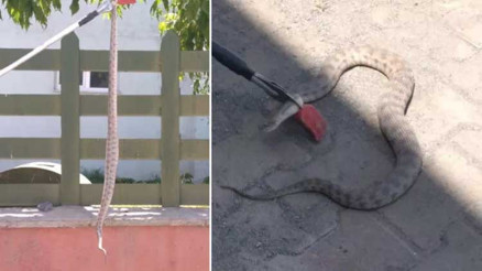 İş yerine giren engerek yılanı paniğe neden oldu