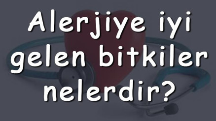 Alerjiye iyi gelen bitkiler nelerdir Alerjiye iyi gelen bitki çayları ve tarifleri Alerjiye iyi gelen bitkiler nelerdir Alerjiye iyi gelen bitki çayları ve tarifleri
