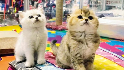 ‘Pet shop’ların kasaplar odasına bağlanması yanlış anlaşıldı’
