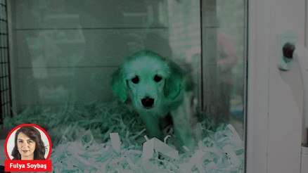 Pet shop’lar Kasaplar Federasyonu’na mı bağlandı