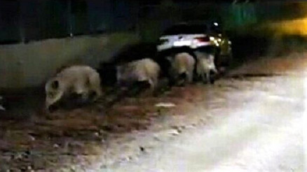 Yaban domuzları Altınoluka indi Ekmek ve simitle besliyorum