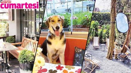 Hem köpekler rahat etsin hem de sahipleri