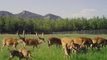 Nesli kritik tehlike altında: Alageyiklerden iyi haber geldi... Bu yıl ilk