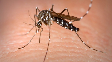 Aedes (Sarı Humma) Sivrisineği ısırığı belirtileri nelerdir, nasıl korunulur Aedes (Sarı Humma) Sivrisineği ısırığı belirtileri nelerdir, nasıl korunulur