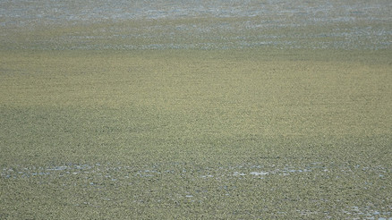 Van Gölü sahilinde endişelendiren görüntü Şu anda ciddi tehlike söz konusu değil ancak...