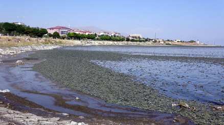 Van Gölünde yosunlaşma tehlikesi