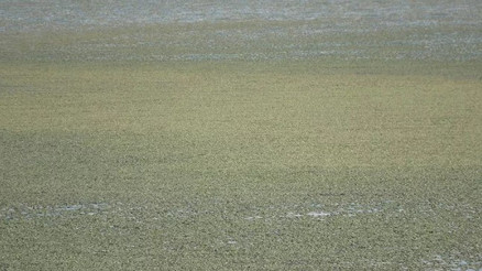 Van Gölünde yosunlaşma tehlikesi