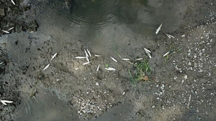 Alibeyköy Deresinde balık ölümleri: İSKİden açıklama