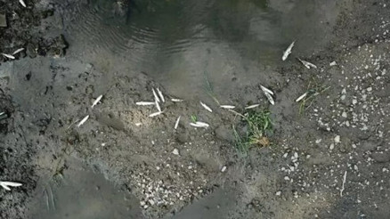 Alibeyköy Deresinde balık ölümleri