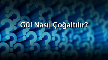 Gül Nasıl Çoğaltılır Asma, Sarmaşık, Yediveren, Bodur, Baston Ve Minyatür Gül Nasıl Ve Hangi Ayda Çoğaltılır