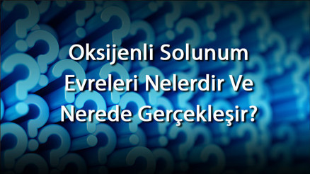 Oksijenli Solunum Evreleri Nelerdir Ve Nerede Gerçekleşir