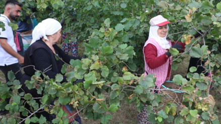 Karadenizde fındık hasadı başladı