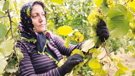 Karadeniz’de fındık hasadı başladı
