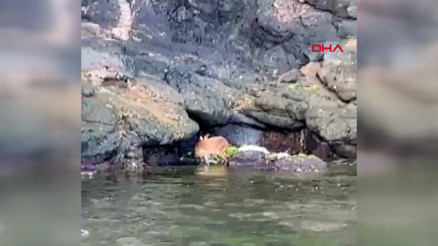 Kayalıklarda mahsur kalan yavru geyik, jet ski ile kurtarıldı