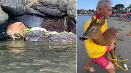 Kayalıklarda mahsur kalan yavru geyik, jet-ski ile kurtarıldı