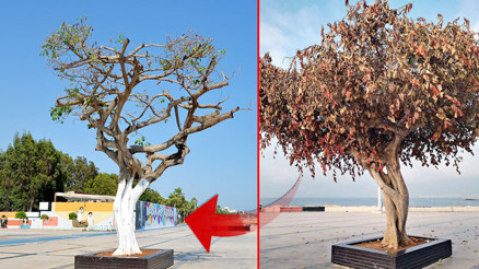 Sıvı enjekte edip kurutmak istemişlerdi... İnadına çok yaşa