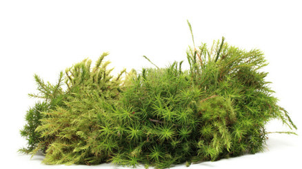 Funda yaprağı faydaları nelerdir Zayıflatır mı Ne işe yarar Funda yaprağı suyunun yararları