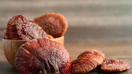 Reishi mantarını kimler kullanamaz Reishi mantarının yan etkileri ve zararları var mıdır
