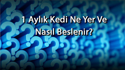 1 Aylık Kedi Ne Yer Ve Nasıl Beslenir 1 Aylık Yavru Kediler Ne Kadar Süt İçer Ve Ne Kadar Aç Kalabilir 1 Aylık Kedi Ne Yer Ve Nasıl Beslenir 1 Aylık Yavru Kediler Ne Kadar Süt İçer Ve Ne Kadar Aç Kalabilir