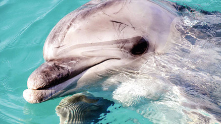 Turizmin ağır işçileri: Yunuslar...Köle gibi çalıştırılıyorlar... Turizmin ağır işçileri: Yunuslar...Köle gibi çalıştırılıyorlar...