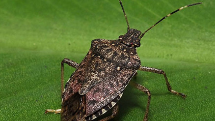 Fındıkta istilacı böcek tehdidi