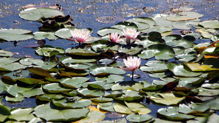 Abant ve Yedigöller’de nilüfer ve Aubrieta koparmanın cezası 109 bin lira Abant ve Yedigöller’de nilüfer ve Aubrieta koparmanın cezası 109 bin lira
