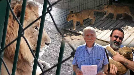 Aslanlar mahallenin kâbusu olmuştu... Ve karar verildi