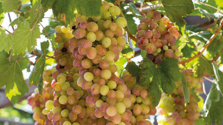 Yerel üzümlerimiz gibisi var mı
