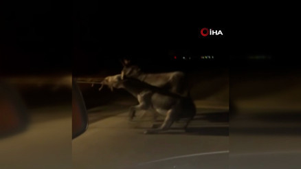 Vicdansız sürücü, traktörün arkasına bağladığı eşekleri sürükleyerek götürdü