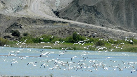 Başkent 350 türün yuvası