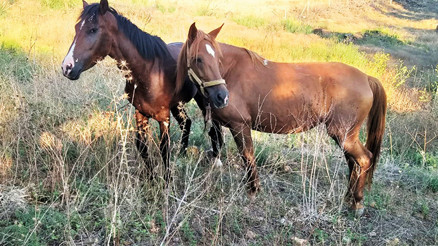 Adalar’ın son atları