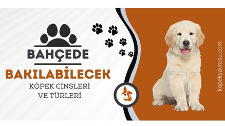 Bahçede bakılabilecek köpek cinsleri ve türleri