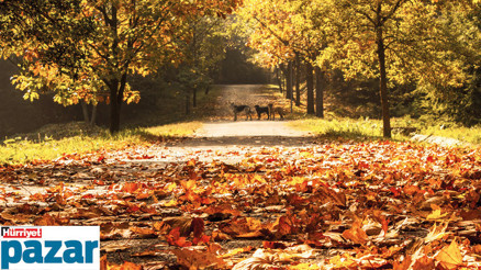 Tabiattaki sonbahar habercileri