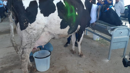 En iyi süt sağan kazandı