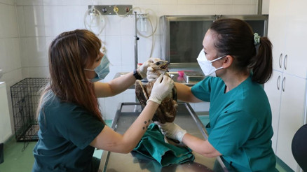 Yaban hayata şifa kliniği