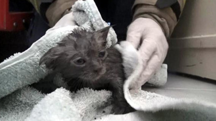 Avcılarda klozete düşen yavru kedi kurtarıldı