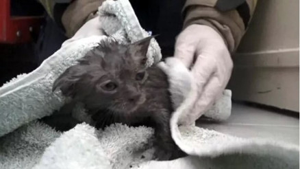 Avcılarda klozete düşen yavru kedi kurtarıldı