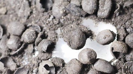 Troya’yla sıkı bir bağ kurmuşlar