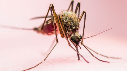 Prof. Dr. Mikdat Kadıoğlu: Dünyanın en tehlikeli hayvanı sivrisineklerde artış var