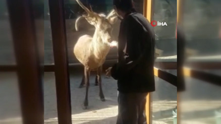 Restoran şefinin geyikle muhabbeti güldürdü