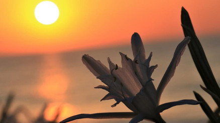 Kum zambaklarını koparmanın cezası 109 bin 593 TL